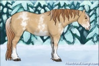 Horse Color:White Spotted Red Dun 