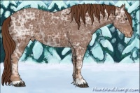 Horse Color:Chestnut Ice Appaloosa 