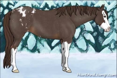 Horse Color:Liver Red Roan Splash Appaloosa 