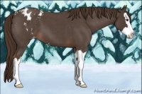 Horse Color:Liver Red Roan Splash Appaloosa 