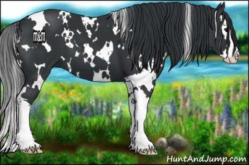 Horse Color:White Spotted Black Splash