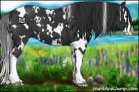 Horse Color:White Spotted Black Splash 