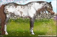 Horse Color:Liver Chestnut Frame 