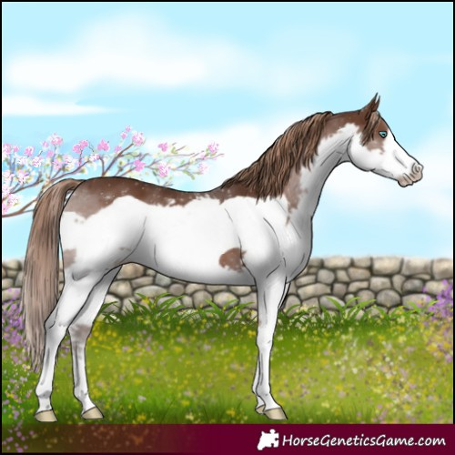 Horse Color:Liver Chestnut Splash Frame 