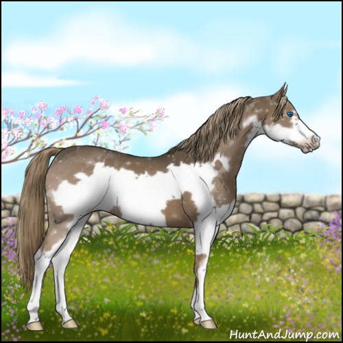 Horse Color:Liver Chestnut Splash Frame 