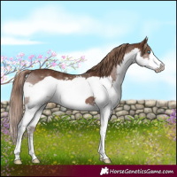 Horse Color:Liver Chestnut Splash Frame 