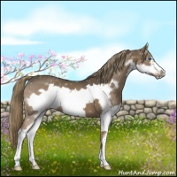Horse Color:Liver Chestnut Splash Frame 