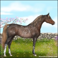 Horse Color:Liver Chestnut Rabicano 