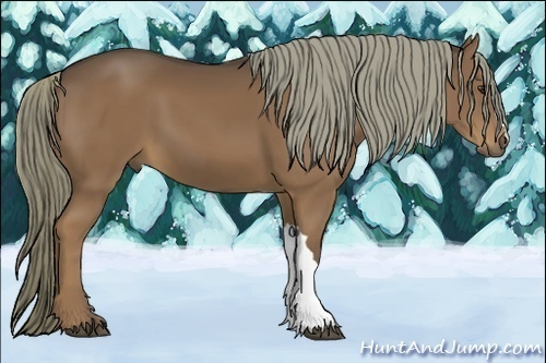 Horse Color:Liver Chestnut 