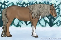 Horse Color:Liver Chestnut 