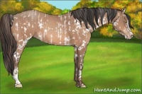 Horse Color:Amber Champagne Appaloosa and Amber Champagne