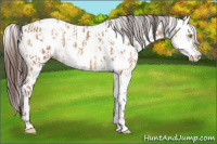Horse Color:Amber Champagne Leopard  and Gray Amber Champagne Leopard 