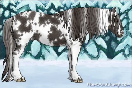 Horse Color:White Spotted Liver Chestnut