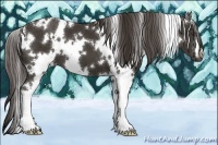 Horse Color:White Spotted Liver Chestnut