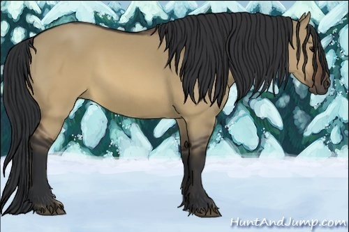 Horse Color:Brown Dun 