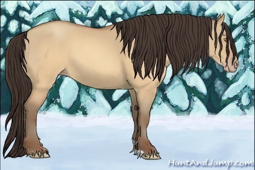 Horse Color:Sable Champagne Dun 