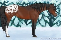 Horse Color:Bay Appaloosa 