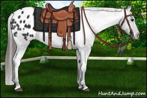 Horse Color:Black Appaloosa 