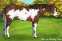 Horse Color:Bay Splash Frame
