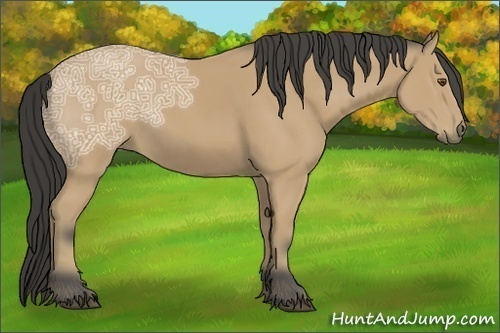 Horse Color:Buckskin Ice 