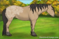 Horse Color:Buckskin Ice 