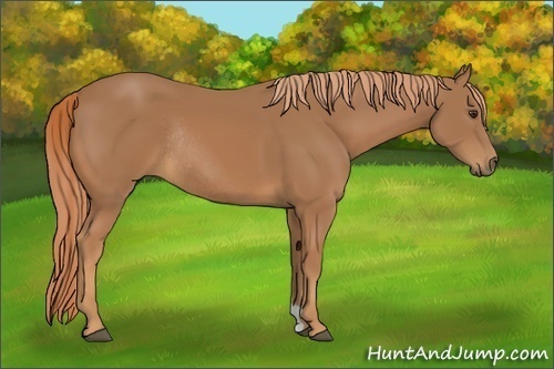 Horse Color:Chestnut Rabicano