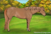 Horse Color:Chestnut Rabicano 