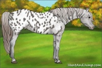 Horse Color:Grullo Appaloosa 
