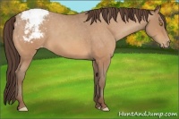 Horse Color:Amber Champagne Appaloosa 