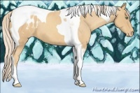 Horse Color:Gold Cream Champagne Tobiano Appaloosa