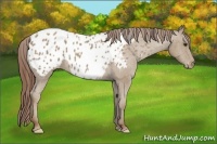 Horse Color:Classic Champagne Appaloosa 