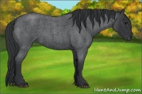 Horse Color:Blue Roan 