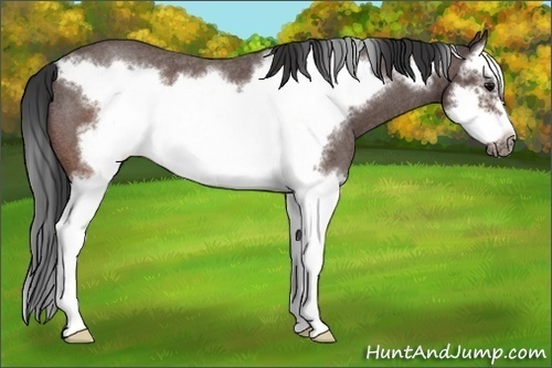 Horse Color:Brown Roan Splash Frame 