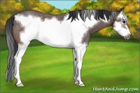 Horse Color:Brown Roan Splash Frame