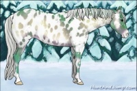 Horse Color:Watercolor White Spotted Silver Brown Onyx Appaloosa 
