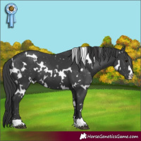 Horse Color:White Spotted Black