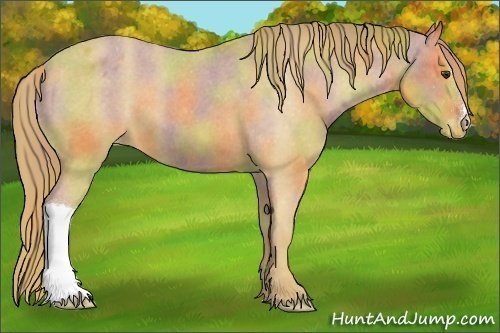 Horse Color:Nacre Chestnut Appaloosa 
