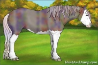 Horse Color:Nacre Silver Black Splash