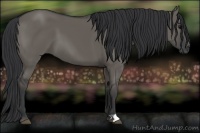 Horse Color:Grullo