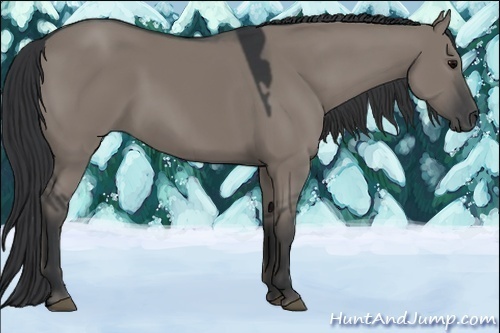 Horse Color:Grullo 