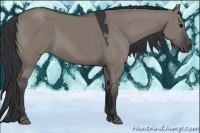 Horse Color:Grullo 