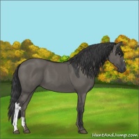 Horse Color:Grullo 