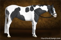 Horse Color:Black Sabino Splash Tobiano