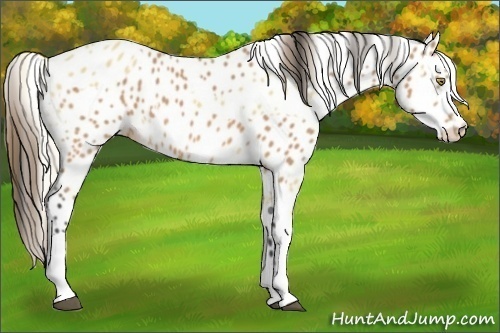 Horse Color:Palomino Leopard  and Buckskin Leopard 