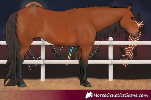 Horse Color:Bay 