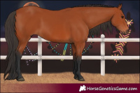 Horse Color:Bay 