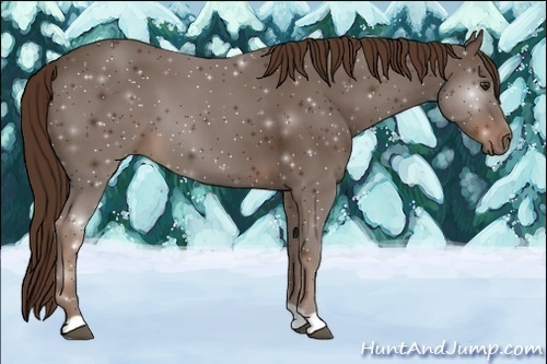 Horse Color:Liver Chestnut 