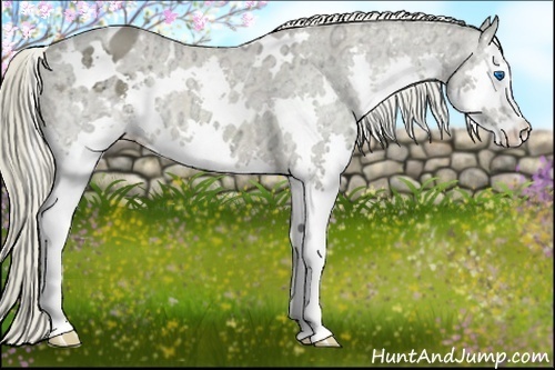 Horse Color:White Spotted Chocolate Palomino Ice Splash Varnish 