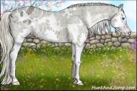 Horse Color:White Spotted Chocolate Palomino Ice Splash Varnish 