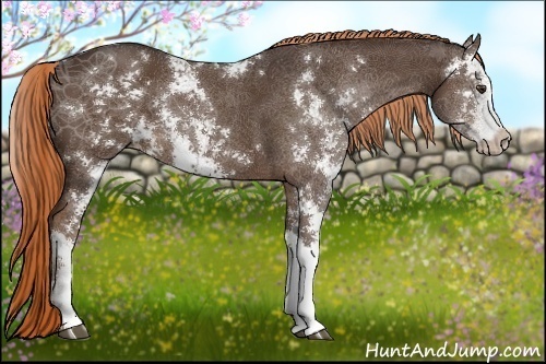 Horse Color:Liver Chestnut Sabino